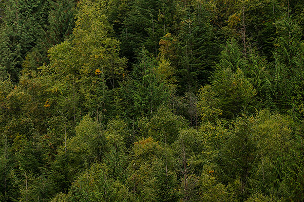 Forest Trees